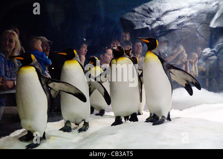 Manchots Empereurs (Aptenodytes forsteri) en captivité Banque D'Images