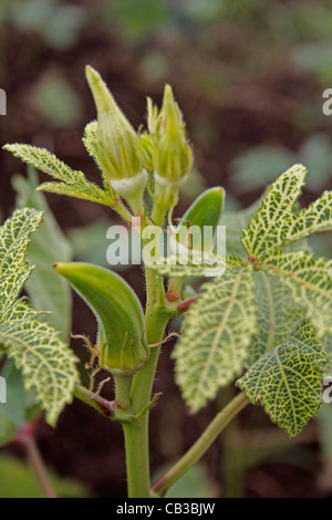 Abelmoschus esculentus, sur Lady Finger pant, Inde Banque D'Images