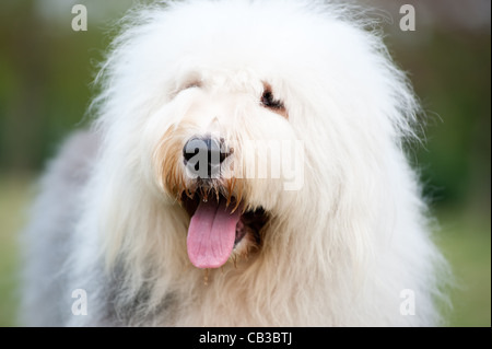 Portrait d'un vieux chien de berger anglais Banque D'Images