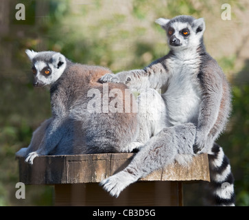 Bague deux lémuriens à queue (Lemur catta) Banque D'Images