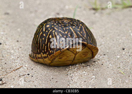 Floride fort turtle Terrapene Carolina bauri Banque D'Images