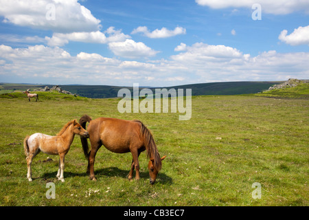 Poneys Dartmoor et poulains sauvages près de Hound Tor, soleil d'été, Devon, Angleterre du Sud-Ouest, Royaume-Uni, France, FR, Banque D'Images