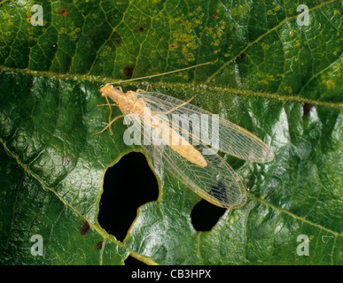 La chrysope verte (Chrysoperla carnea) des profils avec coloration diapausal Banque D'Images