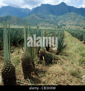 Un plantatioin sisal où quelques feuilles ont déjà été récoltés, la Tanzanie, l'Afrique de l'Est Banque D'Images