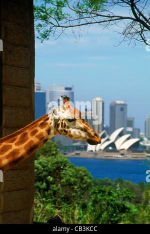 Girafe au zoo de Taronga avec Opera House et Sydney skyline Banque D'Images