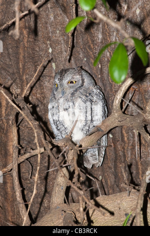 African scops (Otus senegalensis, le repos, Kruger National Park, Afrique du Sud Banque D'Images