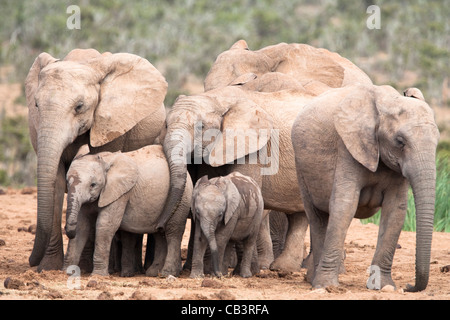 Troupeau d'éléphants, Loxodonta africana, l'Addo Elephant National Park, Eastern Cape, Afrique du Sud Banque D'Images