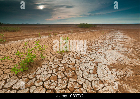 Paysage du Panama avec terre craquée dans le désert du parc national de Sarigua, dans la province de Herrera, République de Panama, Amérique centrale. Banque D'Images