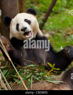 Le Panda Géant, Ailuropoda melanoleuca Panda et centre de recherche de reproduction, Chengdu, Chine République populaire de Chine, l'Asie Banque D'Images