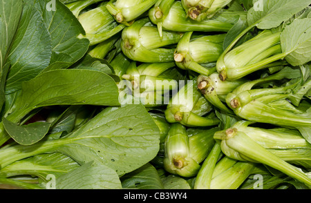 Le Bok Choy fraîchement récolté à l'affiche au farmers market Banque D'Images