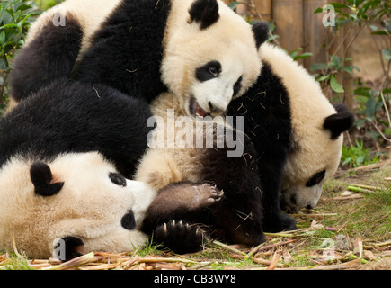 Panda Géant, Ailuropoda melanoleuca Panda jeu et centre de recherche de reproduction, Chengdu, Chine République populaire de Chine, l'Asie Banque D'Images