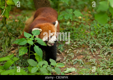 Le panda rouge, Panda et centre de recherche de reproduction, Chengdu, Chine République populaire de Chine, l'Asie Banque D'Images