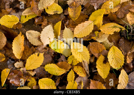 Les feuilles tombées charme (Carpinus betulus) à l'automne dans le Grand Bois, Plantlife Réserve à Ranscombe Farm, Kent. Banque D'Images