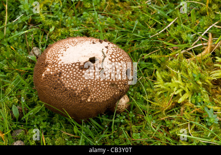 Lycoperdon nigrescens, Puffball sombre  = L. foetidum acide en herbage, Quantocks, Somerset. Banque D'Images