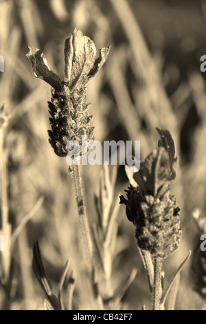 Une photo en noir et blanc de lavande française Banque D'Images