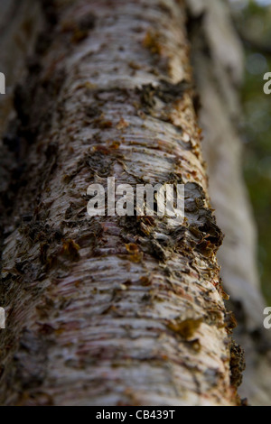 Voir un résumé de l'écorce d'un arbre du bouleau verruqueux (Betula pendula) Banque D'Images