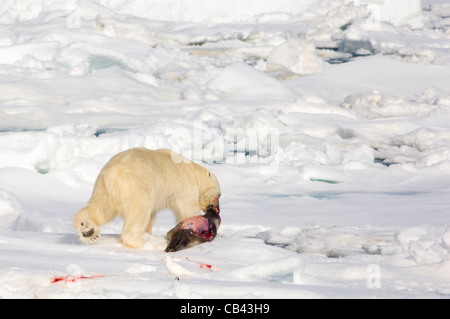 Mâle Ours polaire (Ursus maritimus), faisant glisser un tué fraîchement Phoque barbu (Erignathus barbatus) sur la banquise flottante, Storfjorden, entre le Spitzberg et Edgeøya, archipel du Svalbard, Norvège Banque D'Images