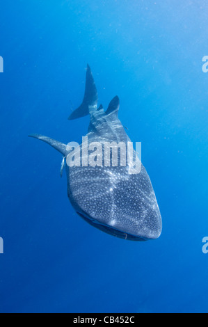 Rhincodon typus, sous une plate-forme de pêche, ces requins sont amis avec les pêcheurs qui part les nourrir à Cendra Banque D'Images