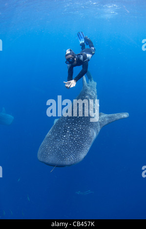 Un plongeur plonge vers le bas avec un whaleshark, Rhincodon typus, sous une plate-forme de pêche, ces requins sont amis avec les pêcheurs Banque D'Images