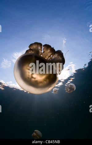 Rayons de lumière, une méduse Mastigias sp., Jellyfish lake, Kakaban, l'île de Kalimantan, Bornéo, Indonésie, l'Océan Pacifique Banque D'Images