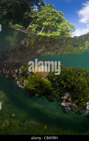 Méduse sans dard dans la colonne d'eau et sur le fond, Mastigias sp., Jellyfish lake, l'île de Kakaban Kalimantan Bornéo Banque D'Images