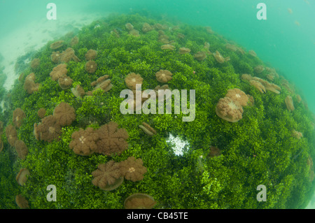 Méduse sans dard dans la colonne d'eau et sur le fond, Mastigias sp., Jellyfish lake, l'île de Kakaban Kalimantan Bornéo Banque D'Images