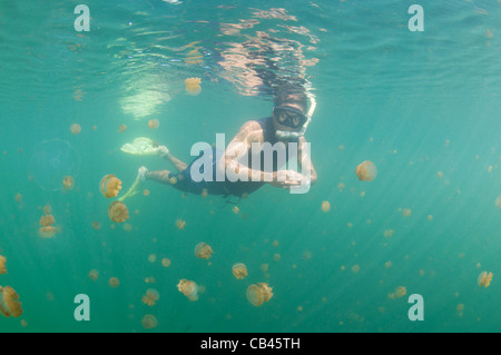 Un plongeur inspecte une méduse dans Jellyfish lake, Kakaban, l'île de Berau, Kalimantan, Bornéo, Indonésie, l'Océan Pacifique Banque D'Images