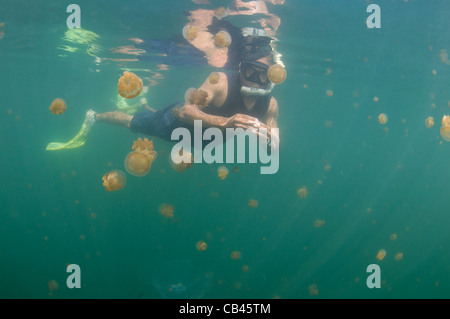 Un plongeur inspecte une méduse dans Jellyfish lake, Kakaban, l'île de Berau, Kalimantan, Bornéo, Indonésie, l'Océan Pacifique Banque D'Images