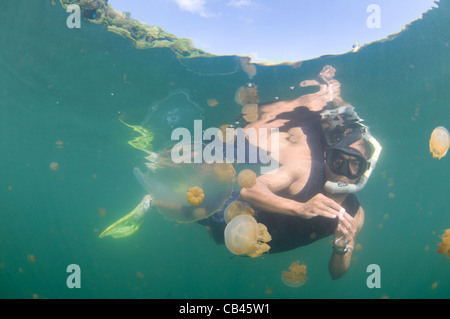 Un plongeur inspecte une méduse dans Jellyfish lake, Kakaban, l'île de Berau, Kalimantan, Bornéo, Indonésie, l'Océan Pacifique Banque D'Images