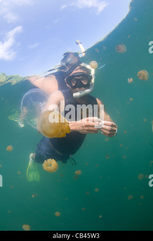 Un plongeur inspecte une méduse dans Jellyfish lake, Kakaban, l'île de Berau, Kalimantan, Bornéo, Indonésie, l'Océan Pacifique Banque D'Images