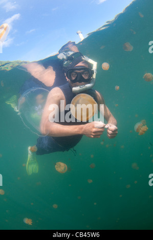 Un plongeur inspecte une méduse dans Jellyfish lake, Kakaban, l'île de Berau, Kalimantan, Bornéo, Indonésie, l'Océan Pacifique Banque D'Images