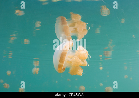 Rayons de lumière, une méduse Mastigias sp., Jellyfish lake, Kakaban, l'île de Kalimantan, Bornéo, Indonésie, l'Océan Pacifique Banque D'Images