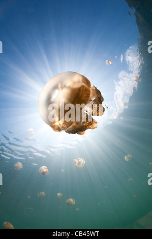 Rayons de lumière, une méduse Mastigias sp., Jellyfish lake, Kakaban, l'île de Kalimantan, Bornéo, Indonésie, l'Océan Pacifique Banque D'Images