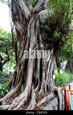 Siècle vieux banian chinois arbres croissant sur Nathan road à Kowloon Tsim Sha Tsui Hong Kong région administrative spéciale de Chine Banque D'Images