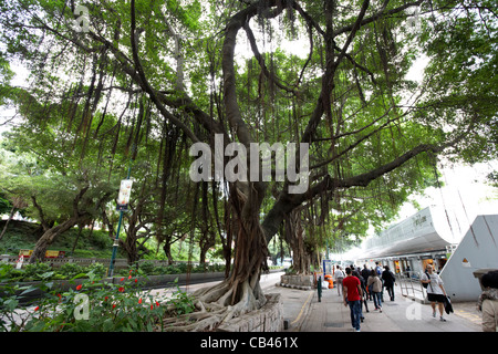 Siècle vieux banian chinois arbres croissant sur Nathan road à Kowloon Tsim Sha Tsui Hong Kong région administrative spéciale de Chine Banque D'Images