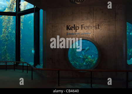 Le fameux réservoir de varech géant à l'Aquarium de Monterey Bay. Banque D'Images