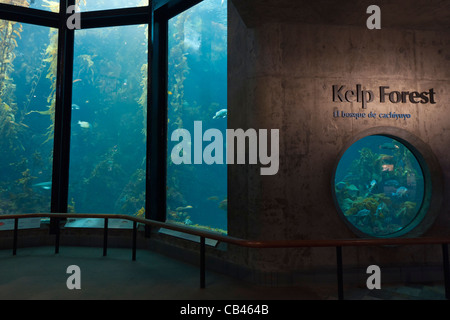 Le fameux réservoir de varech géant à l'Aquarium de Monterey Bay. Banque D'Images
