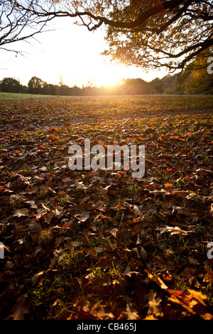 Sol recouvert de feuilles d'automne, Hampstead Heath, Camden, London, England, UK Banque D'Images