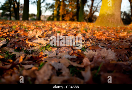 Sol recouvert de feuilles d'automne, Hampstead Heath, London, England, UK Banque D'Images