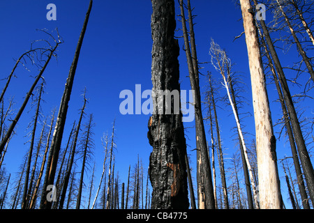 Des troncs de pins calcinés dans un incendie de forêt avec un fond de ciel bleu Banque D'Images