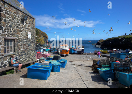 Bateaux de pêche sur la plage à Cadgwith, Péninsule du Lézard, Cornwall, Angleterre du Sud-Ouest, Royaume-Uni, Royaume-Uni, GO, Grande-Bretagne, B Banque D'Images