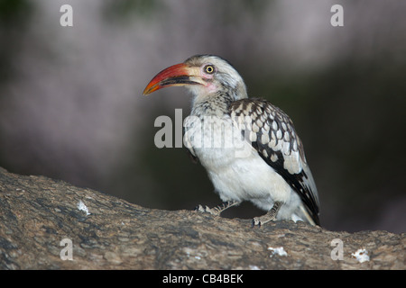 Un Red-Billed Hornbill dans le Parc National Kruger, Afrique du Sud. Banque D'Images