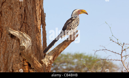 A Southern Yellow-Billed Hornbill dans le Parc National Kruger, Afrique du Sud. Banque D'Images