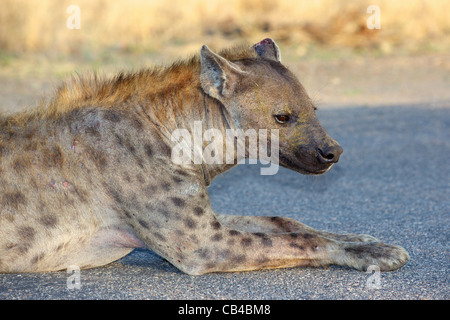 Portrait d'une hyène tachetée (Crocuta crocuta) dans le Parc National Kruger, Afrique du Sud. Banque D'Images