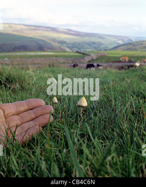 Les champignons magiques qui poussent sur les terres de pâturage au-dessus Hesleden Bergh, près de Halton Gill dans le Parc National des Yorkshire Dales. Banque D'Images