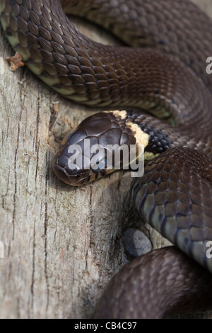 Couleuvre à collier natrix. Tête, montrant l'échelle opague apparente au-dessus de l'œil. Indicatif d'une mue imminente. Banque D'Images
