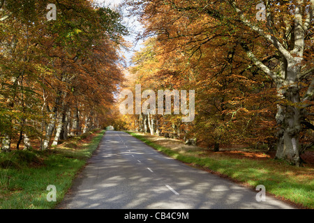 Routes de campagne vide en Ecosse au cours de l'automne Banque D'Images