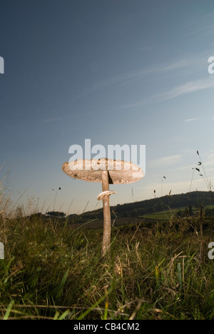 Macrolepiota procera, Champignons Parasol (agaricaceae) croissant sur une réserve naturelle dans la campagne Herefordshire Banque D'Images