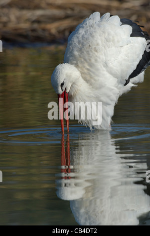 Une Cigogne blanche de l'eau potable Banque D'Images