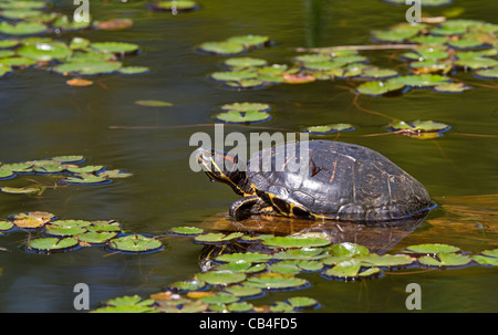 Tortue à oreilles rouges (Trachemys scripta elegans) Banque D'Images